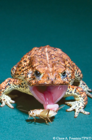 Bastrop State Park. at [Bastrop] State Park.