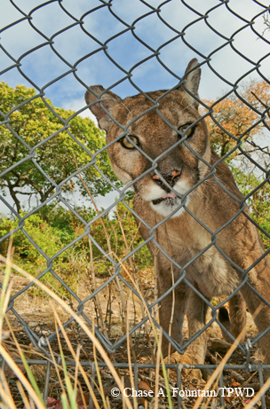 Wild animal rescue san antonio