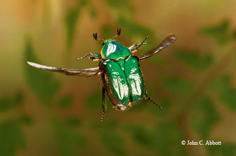 The emerald euphoria (Euphoria fulgida) is a common visitor to butterfly bait traps in the spring.