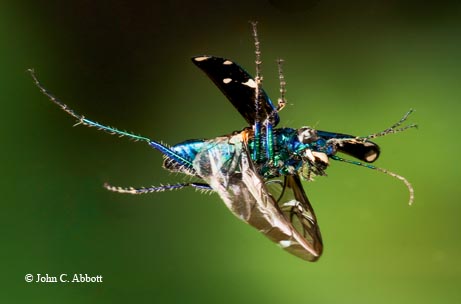 The six-spotted tiger beetle (Cicindela sexguttata) is equally capable of avoiding predators by flying in the air or running on the ground.