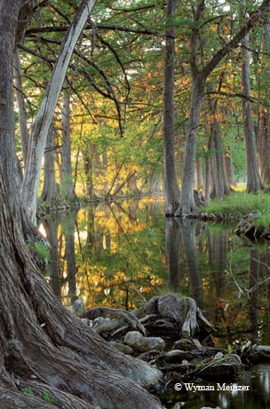 Stately bald cypress trees line the course of the Sabinal River near Utopia.
