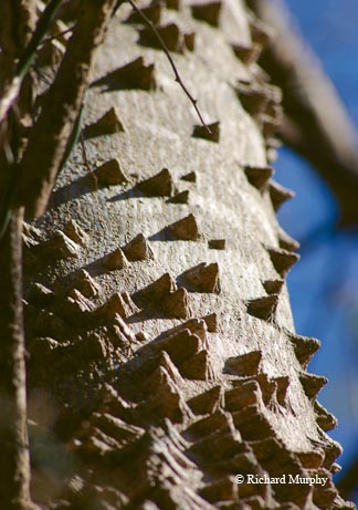 Coastal sand dunes are shaped by the forces of wind on the King Ranch in South Texas.