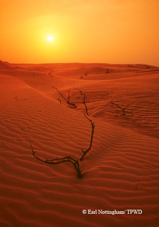 Coastal sand dunes are shaped by the forces of wind on the King Ranch in South Texas.