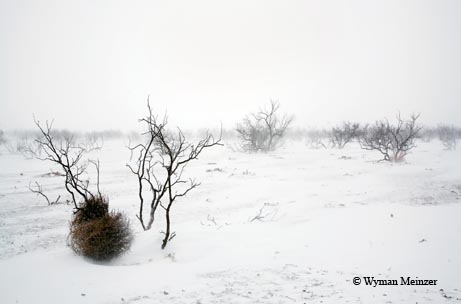 A tumbleweed finds respite in the clutches of a mesquite shrub during a winter squall in Dickens County.