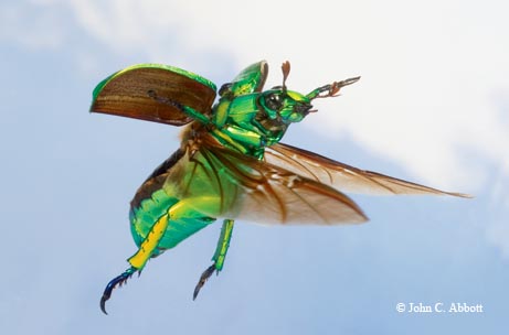 A brilliant jewel beetle (Chrysina woodi) flies between walnut trees in the Davis Mountains.