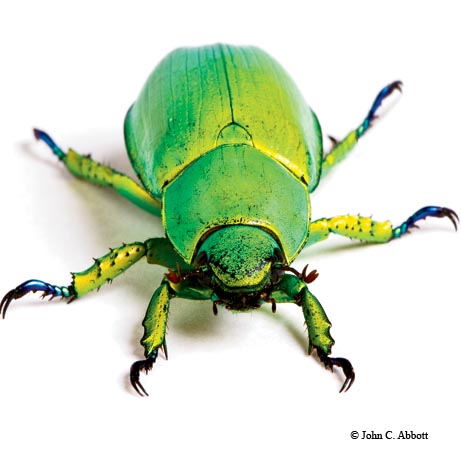 A jewel beetle (Chrysina woodi), from the Davis Mountains, is one of the few animals on the planet that can see circularly polarized light in the same way that we use glasses to view 3-D movies.
