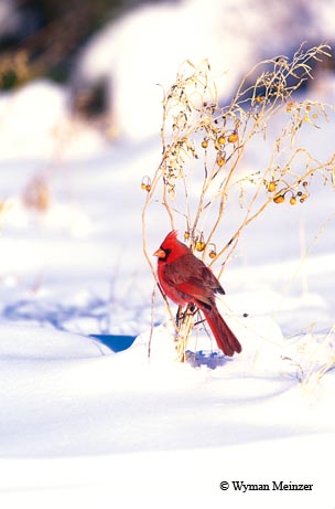 A male northern cardinal finds a moment of rest after a winter storm.