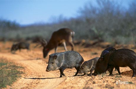 Coastal sand dunes are shaped by the forces of wind on the King Ranch in South Texas.