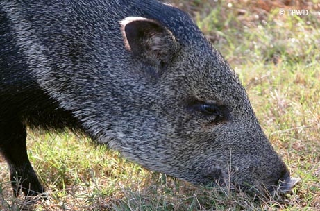 Coastal sand dunes are shaped by the forces of wind on the King Ranch in South Texas.