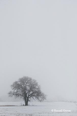 A lone tree in the snow near Childress