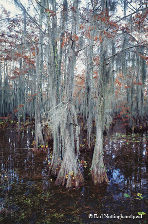 Caddo Lake.