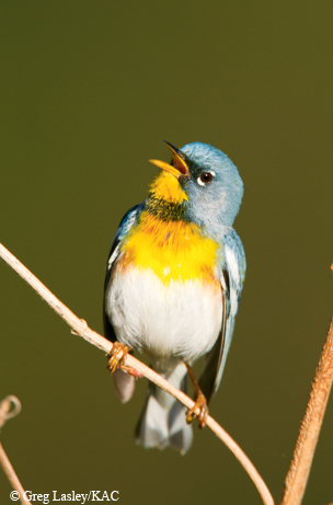 Northern Parula