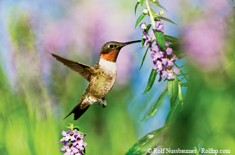 Hummingbird