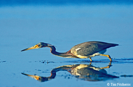 Tri-colored Herron