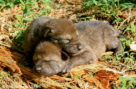 red wolf