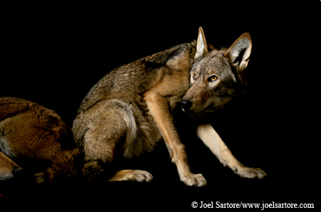 red wolf