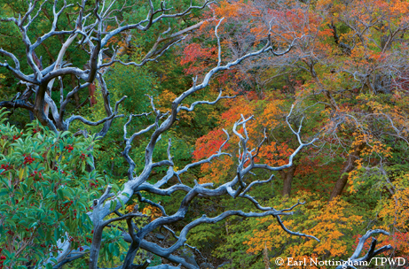 Madrone