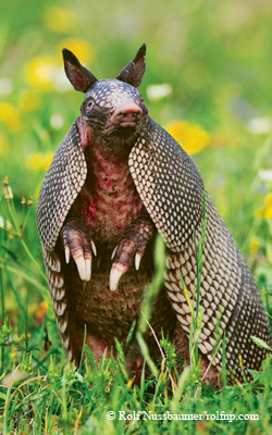 Armadillo