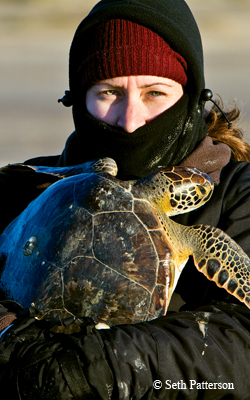 Sea turtle
