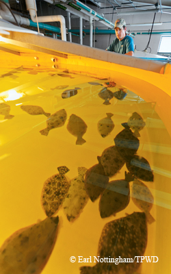 Sea Center Flounder