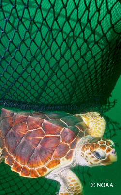 sea turtle