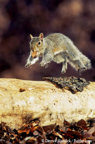 Eastern gray squirrel