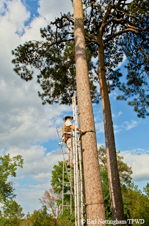 Woodpecker biologist
