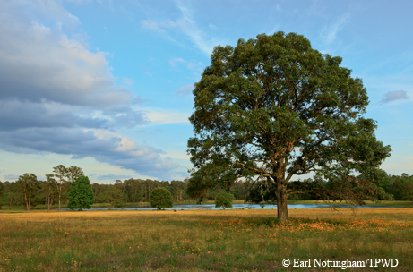 Cook's Branch land