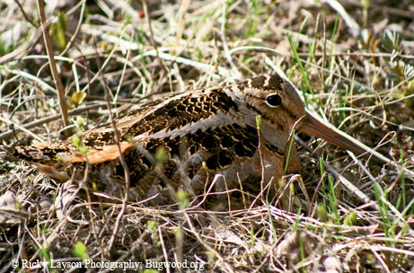 Woodcock