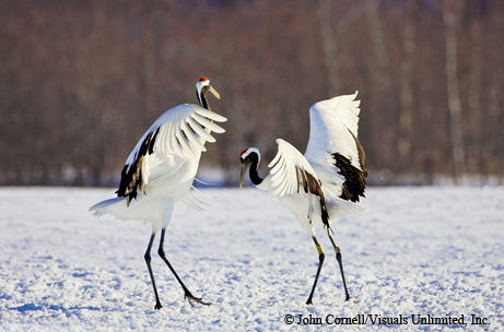 red-crowned cranes dancing in the snow in Japan