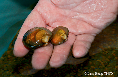 Texas Fawnsfoot Mussle