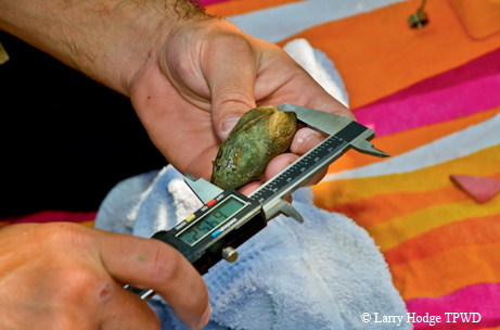Mussels from the San Saba River being measured