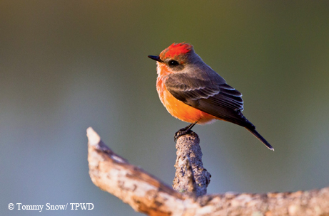 Bird at Lake Somerville