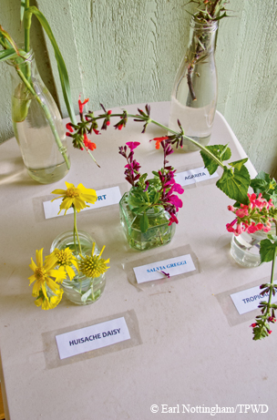 native flora found at the Riverside Nature Center in Kerrville