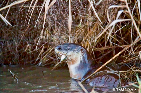 river otter