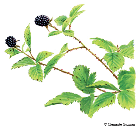 dewberries