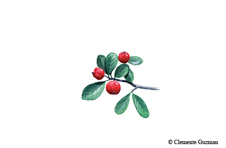 mayhaw