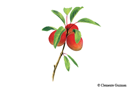 plum