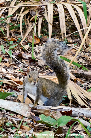 squirrel