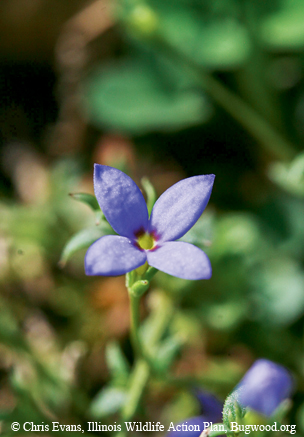 bluet