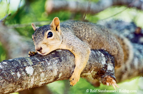 squirrel