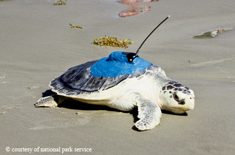 Sea turtle