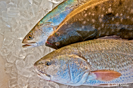 Fish