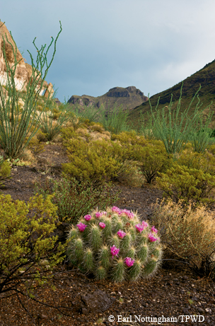 Big Bend Ranch