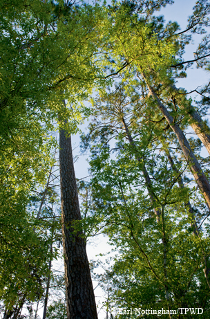 East Texas forest