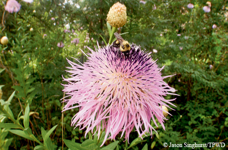 Basket-flower