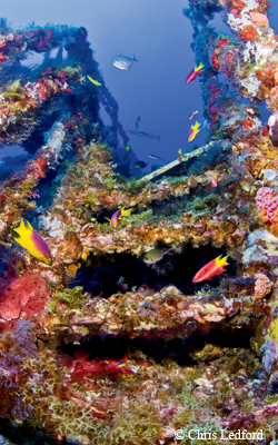 Reef