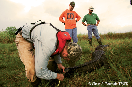 Gator hunt