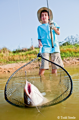 catfish