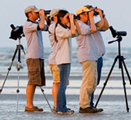 birdwatching